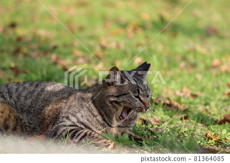 Pheasant cat with a beard and a big mouth open 81364085