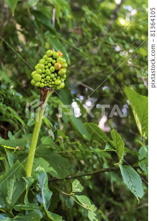 Arisaema serratum with spots on the leaves [Toxic plant] / Araceae, Araceae 81364105