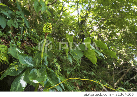 Variegated Arisaema serrata [Toxic plant] / Araceae, Araceae 81364106