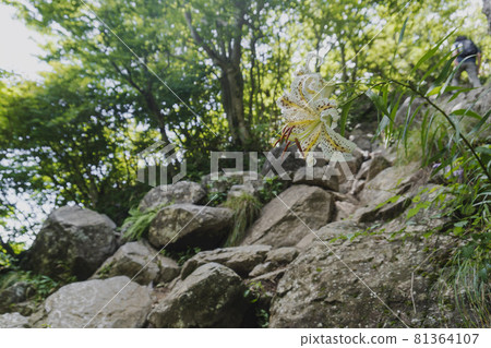 Golden-rayed lily blooming in the rocky area of Mt. Nantai / [Mt. Tsukuba] Tsukuba City, Ibaraki Prefecture 81364107