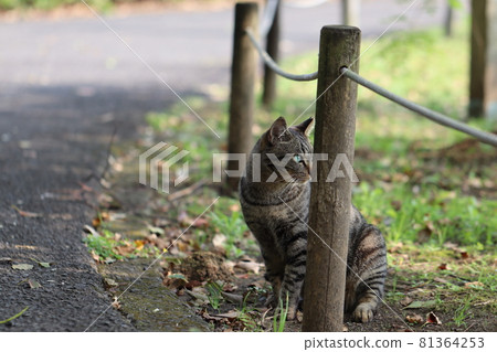 A pheasant cat swinging behind on the fence side of the park 81364253