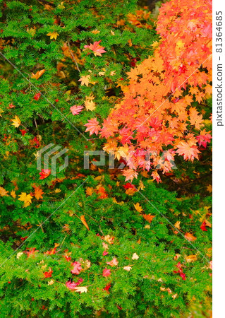 Autumn leaves 81364685