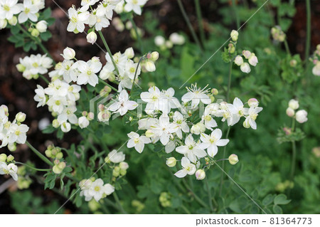 Tuberous rooted meadow rue white flowers 81364773