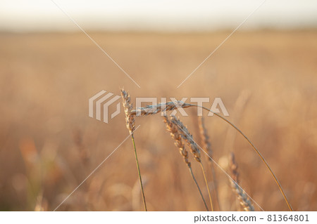 Ears of wheat or rye growing in the field at sunset. field of rye during the harvest period in an agricultural field. Background of ripening ears of wheat field. Rich harvest Concept. Label art design 81364801