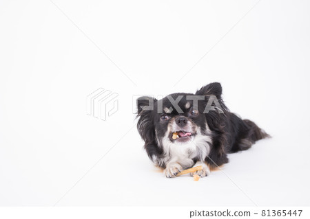 一隻黑奇瓦瓦，看起來很好吃，和雞肉一起吃口香糖 81365447