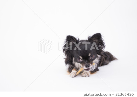 A black chihuahua that looks delicious and eats chewing gum with chicken 81365450