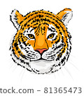 Tiger illustration 81365473