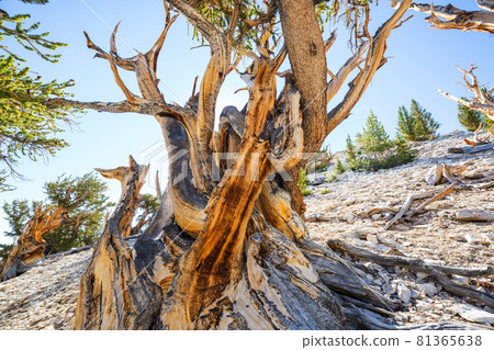Ancient tree Ancient tree 81365638