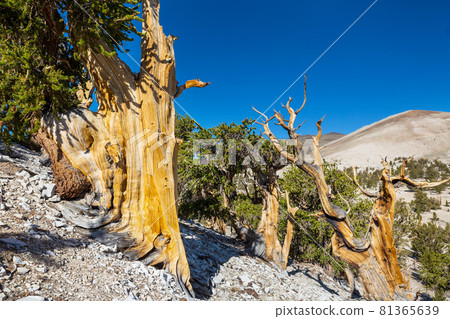 Ancient tree Ancient tree 81365639