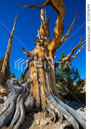 Ancient tree 81365644