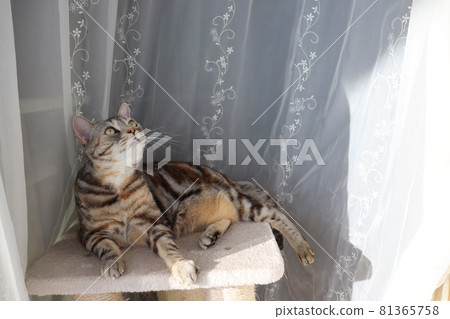 A cat basking in the sun on a warm window American Shorthair Silver Patched Tabby 81365758