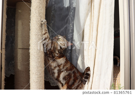 Cat Tower Claws Crunchy Cat American Shorthair Silver Patched Tabby 81365761