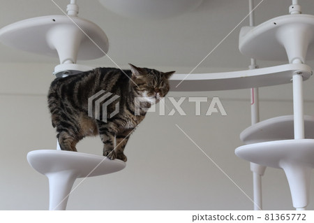 American Shorthair Brown Tabby American Shorthair Brown Tabby 81365772
