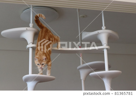 Cat American Shorthair Red Tabby descending from the cat tower while accumulating Cat American Shorthair Red Tabby descending from the cat tower while accumulating 81365781