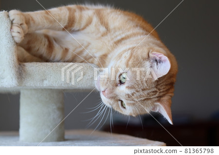 貓美國短毛貓紅虎斑從貓塔上看起來很懶 貓美國短毛貓紅虎斑從貓塔上看起來很懶 81365798