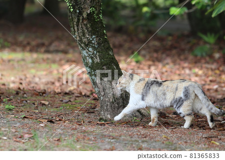 Calico cat walking lightly 81365833