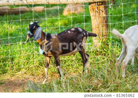 Portrait of a goat eating grass on a field Portrait of a goat eating grass on a field 81365862