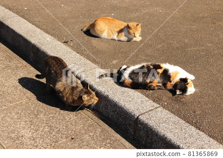 一隻瞄準熟睡的貓的貓。貓在看 81365869