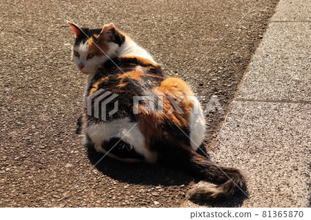 坐下來放鬆的印花布貓 81365870