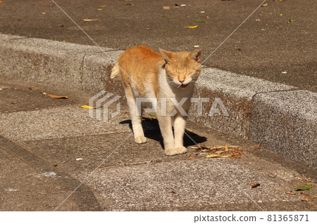 茶虎斑貓笑著說話 81365871