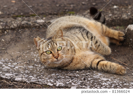 What are you looking at? Pheasant cat with Kyoton who notices 81366024