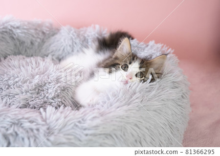 Norwegian Forest Cat kitten in a fluffy bed Norwegian Forest Cat kitten in a fluffy bed 81366295