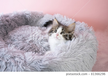 Norwegian Forest Cat kitten in a fluffy bed 81366296