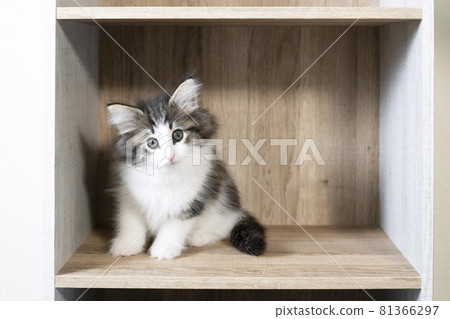 Norwegian Forest Cat kitten in a color box 81366297