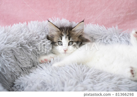 Kitten in a fluffy bed 81366298
