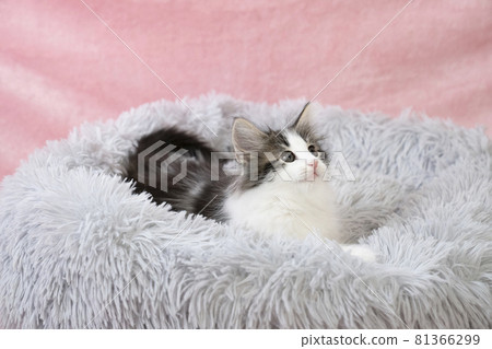 Norwegian Forest Cat kitten in a fluffy bed 81366299
