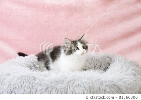Norwegian Forest Cat kitten in a fluffy bed 81366300