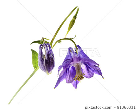 Aquilegia vulgaris in studio 81366331