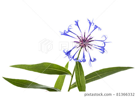 Centaurea in studio 81366332