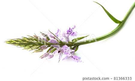 lady orchid in studio lady orchid in studio 81366333