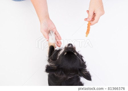 Black Chihuahua with chewing gum 81366376