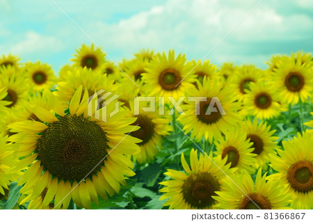 向日葵 81366867
