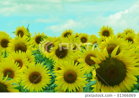 向日葵 81366869