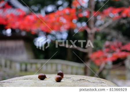 Acorn Acorn 81366929