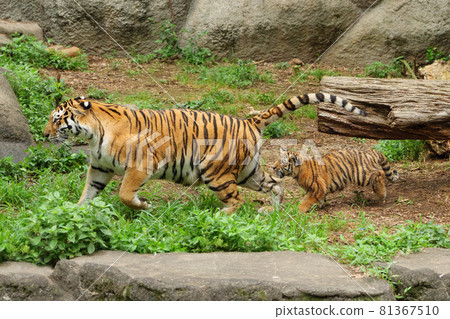 Parent and child of the marching Amur tiger Parent and child of the marching Amur tiger 81367510