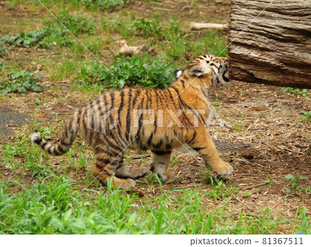 Amur tiger cub biting a log 81367511