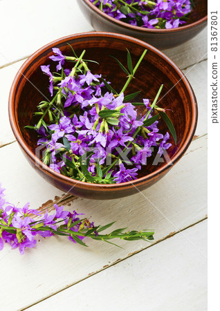 Healthful blooming sally 81367801