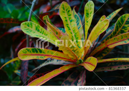 Garden croton leaves are beautifully color, flora. 81368337