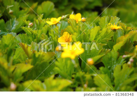 Yellow flowering primrose in the spring in the park. 81368348