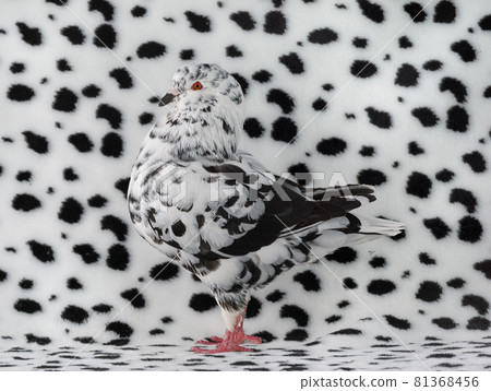 dove colors dalmatians on a black and white background dove colors dalmatians on a black and white background 81368456