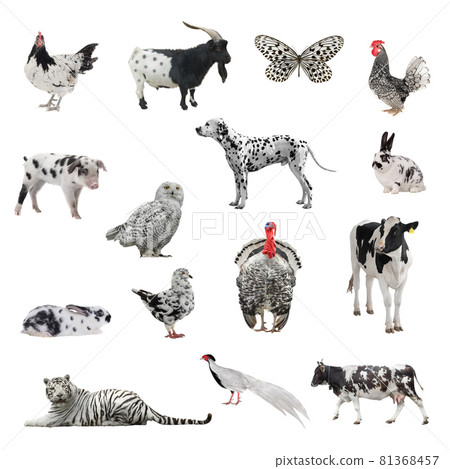 collage of animals with color similar to dalmatian dogs isolated on white background collage of animals with color similar to dalmatian dogs isolated on white background 81368457