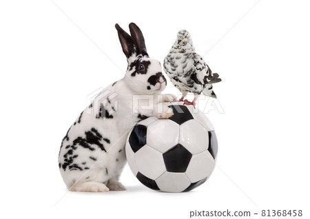 dove and rabbit stands near a soccer ball isolated on a white background. 81368458
