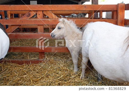 Pony baby 81368829