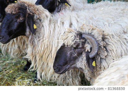 Sheep farm 81368830