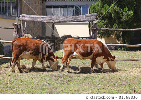 Grazing cows Grazing cows 81368836