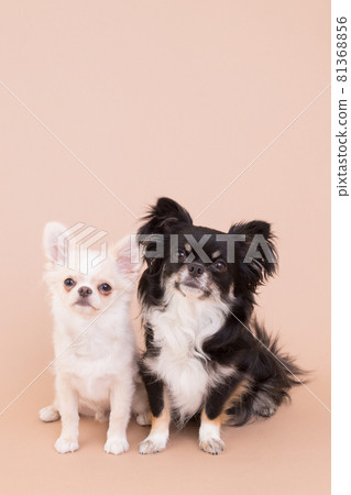 Two Chihuahuas sitting close to each other and waiting for their owner's instructions 81368856